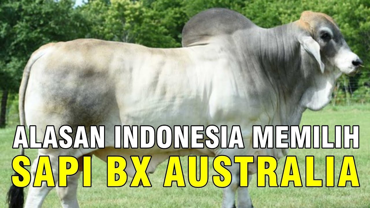 
                                 Pesona-Sapi-Brahman-Cross-BX-Australia